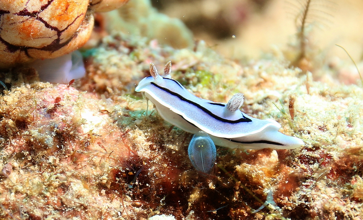 Sipadan_2015_Nudibranche_Doris de Loch_Chromodoris lochi_IMG_2677_rc.jpg